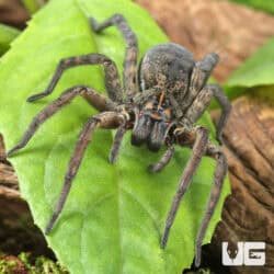 Giant Wetland Wolf Spider (Tigrosa helluo) for sale - Underground Reptiles