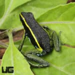 Green Trivittatus Dart Frog (Epipedobates trivittatus) For Sale - Underground Reptiles