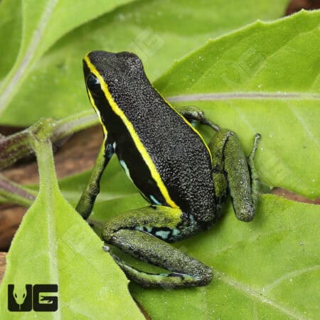Green Trivittatus Dart Frog (Epipedobates trivittatus) For Sale - Underground Reptiles