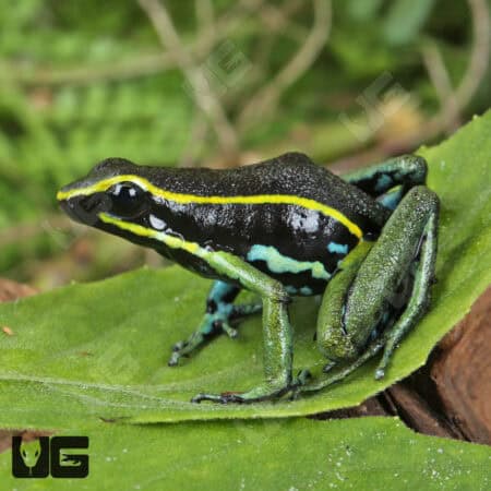 Green Trivittatus Dart Frog (Epipedobates trivittatus) For Sale - Underground Reptiles