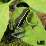 Green Trivittatus Dart Frog (Epipedobates trivittatus) For Sale - Underground Reptiles