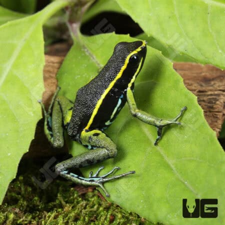 Green Trivittatus Dart Frog (Epipedobates trivittatus) For Sale - Underground Reptiles
