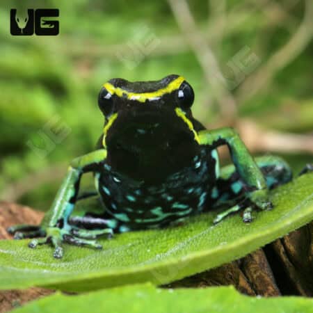 Green Trivittatus Dart Frog (Epipedobates trivittatus) For Sale - Underground Reptiles