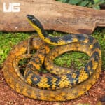 Halmahera Keelback Snakes for sale For Sale - Underground Reptiles