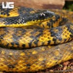 Halmahera Keelback Snakes for sale For Sale - Underground Reptiles