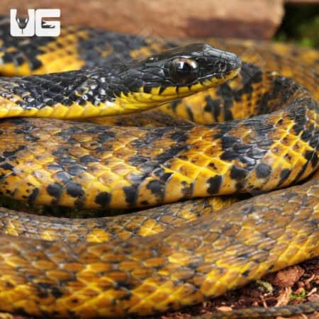 Halmahera Keelback Snakes for sale For Sale - Underground Reptiles