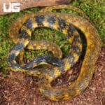 Halmahera Keelback Snakes for sale For Sale - Underground Reptiles