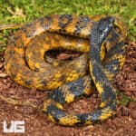 Halmahera Keelback Snakes for sale For Sale - Underground Reptiles