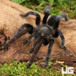 Javan Yellow Knee Tarantula (Selenocosmia javanensis) For Sale - Underground Reptiles
