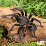Javan Yellow Knee Tarantula (Selenocosmia javanensis) For Sale - Underground Reptiles