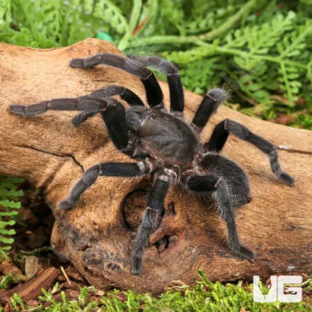 Javan Yellow Knee Tarantula (Selenocosmia javanensis) For Sale - Underground Reptiles