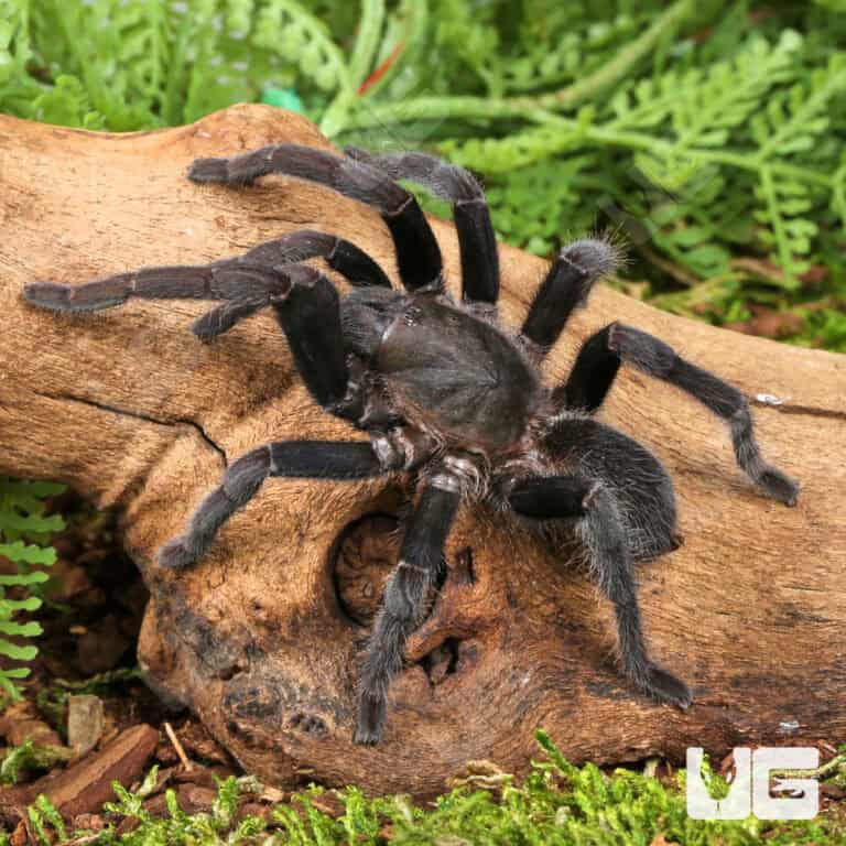 Javan Yellow Knee Tarantula (Selenocosmia javanensis) For Sale ...