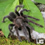 Javan Yellow Knee Tarantula (Selenocosmia javanensis) For Sale - Underground Reptiles