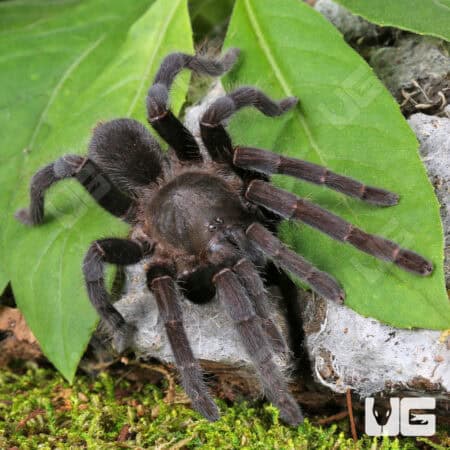 Javan Yellow Knee Tarantula (Selenocosmia javanensis) For Sale - Underground Reptiles