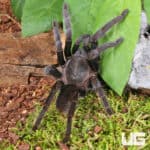 Javan Yellow Knee Tarantula (Selenocosmia javanensis) For Sale - Underground Reptiles