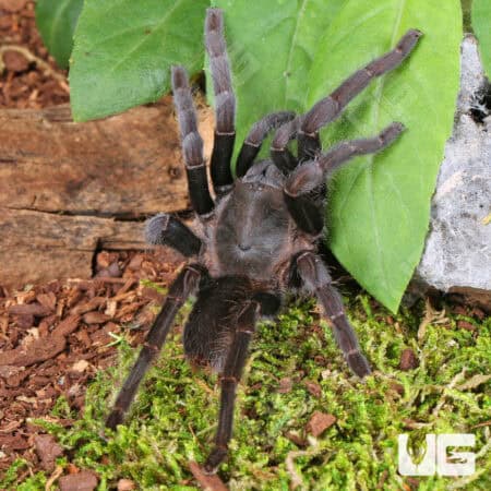 Javan Yellow Knee Tarantula (Selenocosmia javanensis) For Sale - Underground Reptiles