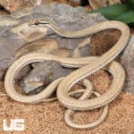 Schokari Sand Racers (Psammophis schokari) For Sale - Underground Reptiles