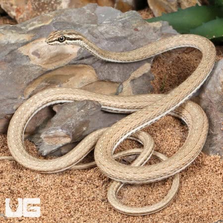 Schokari Sand Racers (Psammophis schokari) For Sale - Underground Reptiles