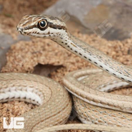 Schokari Sand Racers (Psammophis schokari) For Sale - Underground Reptiles