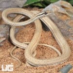 Schokari Sand Racers (Psammophis schokari) For Sale - Underground Reptiles