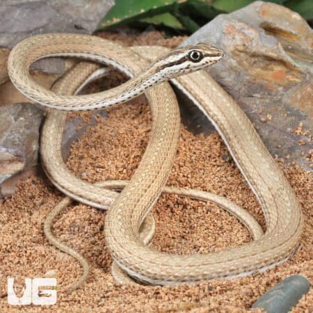 Schokari Sand Racers (Psammophis schokari) For Sale - Underground Reptiles