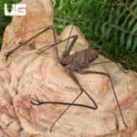Kanchanaburi Tailless Whip Scorpions (Amlypygidae sp. kanchanaburi) For Sale - Underground Reptiles