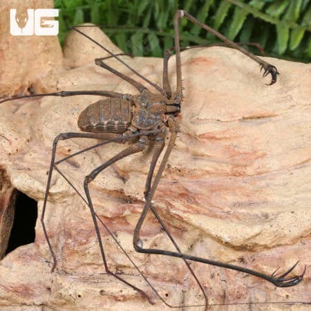Kanchanaburi Tailless Whip Scorpions (Amlypygidae sp. kanchanaburi) For Sale - Underground Reptiles