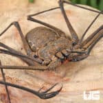 Kanchanaburi Tailless Whip Scorpions (Amlypygidae sp. kanchanaburi) For Sale - Underground Reptiles