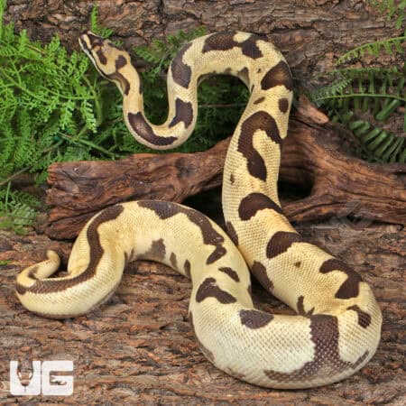 Adult Male Orange Dream Blade Fire Ball Python For Sale - Underground Reptiles