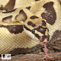Adult Male Orange Dream Blade Fire Ball Python For Sale - Underground Reptiles