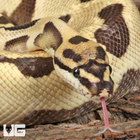 Adult Male Orange Dream Blade Fire Ball Python For Sale - Underground Reptiles