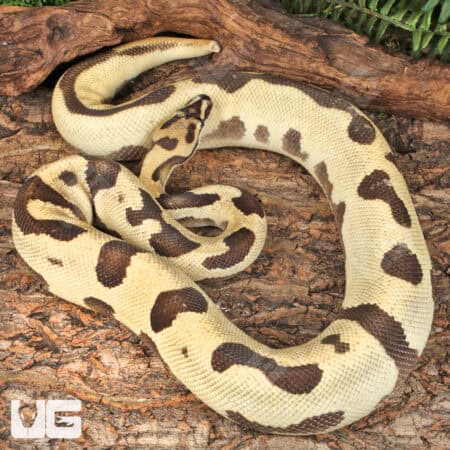 Adult Male Orange Dream Blade Fire Ball Python For Sale - Underground Reptiles