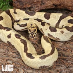 Adult Male Orange Dream Blade Fire Ball Python For Sale - Underground Reptiles