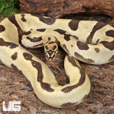 Adult Male Orange Dream Blade Fire Ball Python For Sale - Underground Reptiles
