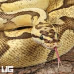 Adult Male Pastel Enchi Red Stripe Fire Ball Python For Sale - Underground Reptiles