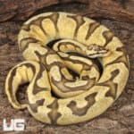 Adult Male Pastel Enchi Red Stripe Fire Ball Python For Sale - Underground Reptiles