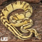 Adult Male Pastel Enchi Red Stripe Fire Ball Python For Sale - Underground Reptiles