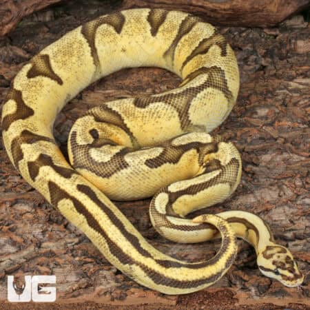 Adult Male Pastel Enchi Red Stripe Fire Ball Python For Sale - Underground Reptiles