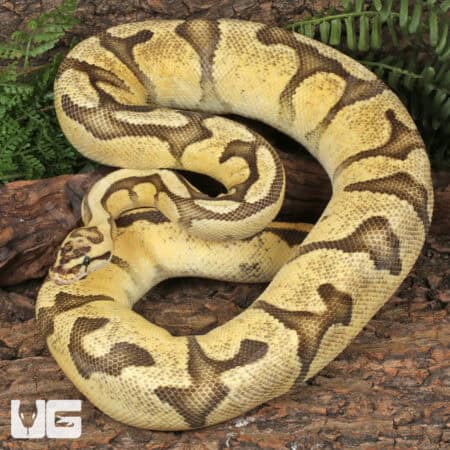 Adult Male Pastel Enchi Red Stripe Fire Ball Python For Sale - Underground Reptiles