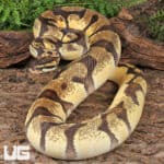 Adult Male Super Orange Dream Enchi Red Stripe Ball Python For Sale - Underground Reptiles