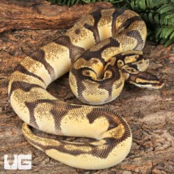 Adult Male Super Orange Dream Enchi Red Stripe Ball Python For Sale - Underground Reptiles