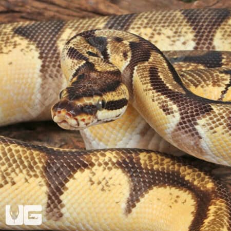 Adult Male Super Orange Dream Enchi Red Stripe Ball Python For Sale - Underground Reptiles