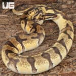 Adult Male Super Orange Dream Enchi Red Stripe Ball Python For Sale - Underground Reptiles