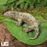Baby Gran Terre Leachianus Geckos For Sale - Underground Reptiles