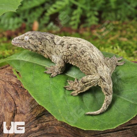 Baby Gran Terre Leachianus Geckos For Sale - Underground Reptiles