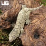 Baby Gran Terre Leachianus Geckos For Sale - Underground Reptiles