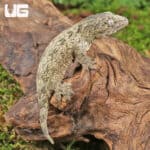 Baby Gran Terre Leachianus Geckos For Sale - Underground Reptiles