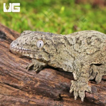 Baby Gran Terre Leachianus Geckos For Sale - Underground Reptiles