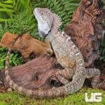 Northern Forest Dragon (Hypsilurus godeffroyi) For Sale - Underground Reptiles
