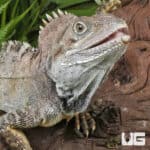 Northern Forest Dragon (Hypsilurus godeffroyi) For Sale - Underground Reptiles